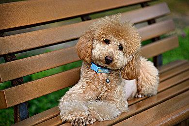 《宣誓》被发现加入了代词 吸引“现代观众”